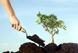 Дарахтлар — “яшил қалқонимиз”