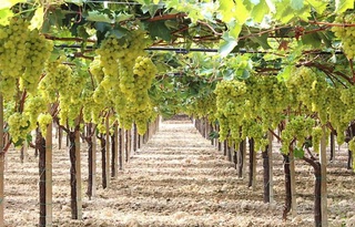 Январь-октябрь айларында Өзбекстан қанша мийўе-палыз өнимин экспорт етти