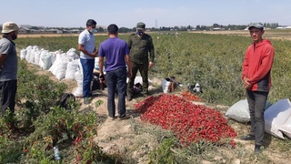 Ohangaronlik yoshlar qalampir eksport qilishmoqda