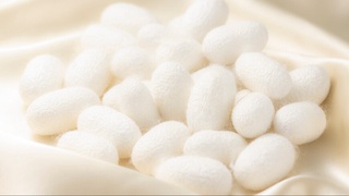 Олимлар нейронларни ипак воситасида тиклашни ўрганиб олишди