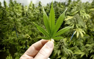 Сардобада тиббий мақсадларда фойдаланиш учун каннабис етиштирилади