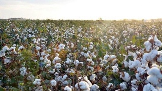 Пахта теримида иштирок этмоқчи бўлган фуқаролар www.terim.uz сайтида рўйхатдан ўтишлари мумкин