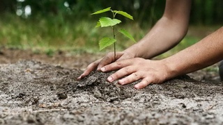 "EXPO 2020 Dubai": кўргазма иштирокчилари билан  Оролда боғ яратамиз!