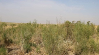 Совместный проект по улучшению состояния естественных пастбищ для развития скотоводства