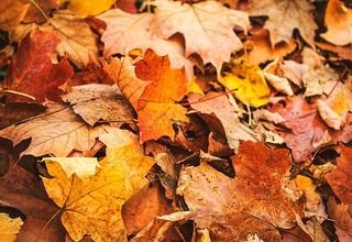 To'kilgan barglar sog'liq uchun zararli ekani aniqlandi