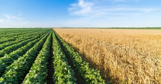 Қишлоқ хўжалигига мўлжалланган ерлар муҳофазага муҳтож