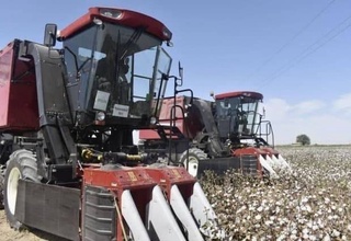 Урожайность хлопка будет доведена до 32 центнеров