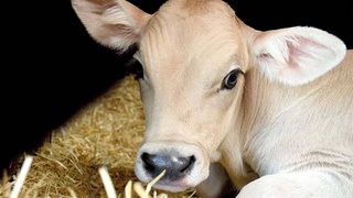 Сельское хозяйство как источник богатства