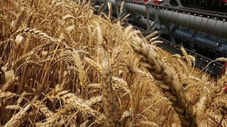 Готовы ли мы к уборке урожая?