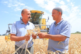 Заминимиз саховати, миришкорлар шиддати билан 8 миллион тоннали хирмон уюлди!