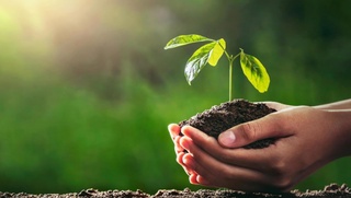 Жасыл аймақлар үш есе көбейеди: Ташкент қаласы ҳәм оның әтирапында бундай аймақлар 25 мың гектарға жеткериледи