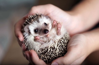 Типратиканлар "Қизил китоб"га киритилди