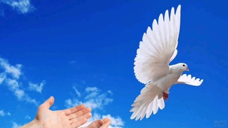 21 сентября – Международный день мира