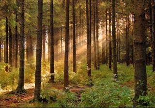 В Узбекистане будет создан Центр цифровизации лесного хозяйства