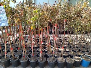 Тупроғи олтиндир, суви зар бир юрт