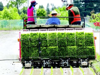 Izboskanda sholi pishdi