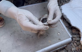 Юк поезди вагони остига беркитилган "Опий" фош бўлди