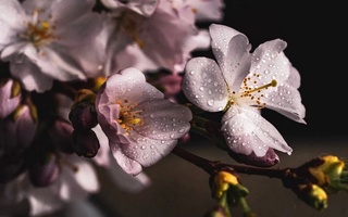 9 mart kuni kutilayotgan ob-havo ma'lumoti e'lon qilindi