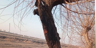 Дарахтларга шикаст етказган шахс қарийб 15 млн сўм жарима тўлади