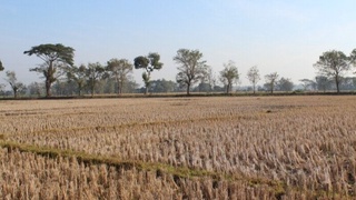 Балида қурғоқчилик туфайли фавқулодда ҳолат эълон қилинди