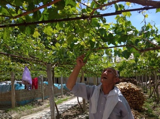 Меҳнат ила элни обод этаётган хонқизликлар
