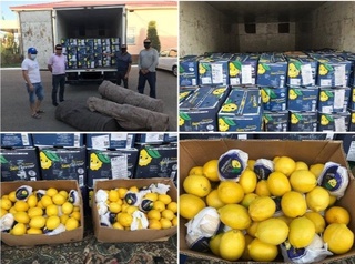 Аргентинада етиштирилган 200 миллион сўмлик лимон нега тўхтатиб қолинди?