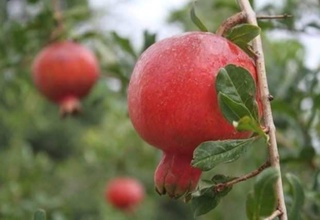 Экспорт граната из Узбекистана в январе почти на 800 тонн превысил прошлогодний показатель