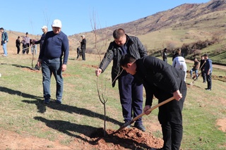 Сувчилар 42 гектар боғ барпо этишмоқда