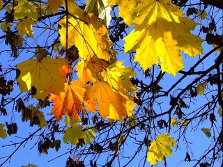 Ҳафта давомида об-ҳаво илиқ  бўлиши кутилмоқда