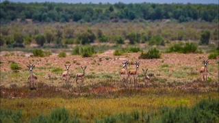 “Jayron” eko-turistik obyektini rivojlantirish ishlari boshlandi