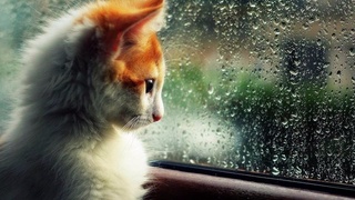 К концу недели ожидаются дожди и порывистый ветер