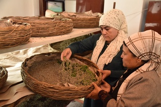 Ipak qurti Vetnam usulida parvarishlanmoqda