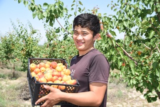 Fargʻona bogʻlarida pishgan oʻrik eksport qilinmoqda