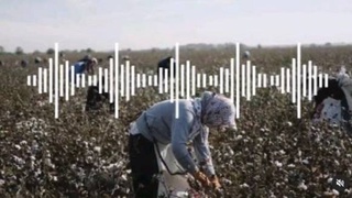 В Кашкадарье оштрафовали председателя махалли за принуждение к сбору хлопка