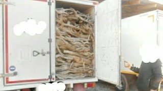 Грузовик свежесрубленного саксаула задержан на блокпосту в Хорезмской области