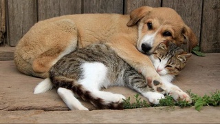 «Mehr va Oqibat» обучит ветеринаров из областей стерилизации бездомных животных