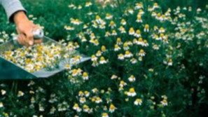 Күйзеліспен күресу үшін қандай шайды ішуге болады?