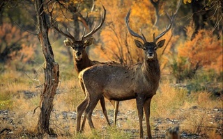 Нижне-Амударьинский государственный биосферный резерват включили в сеть ЮНЕСКО