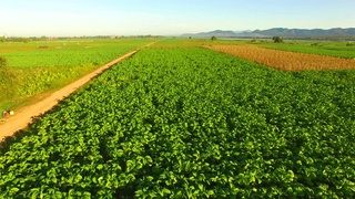 Ўзбекистонда  тамакичилик  кластери  ташкил  этилади