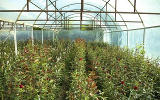 Quvalik tadbirkor kichik tomorqadan 1 million 568 ming dollarlik daromad oldi