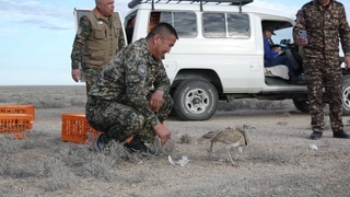 Устюрт платоси ҳудудига 382 бош йўрға тувалоқ қуйиб юборилди