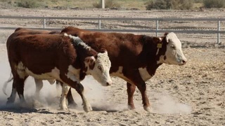 В Узбекистане разводят породистый скот из России, США, Европы, Австралии