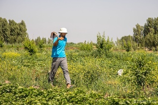 Ыссы ҳаўа райы – аўыл хожалығы ушын жүдә аўыр сынақ