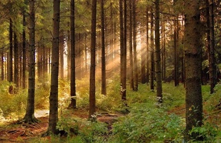 Таназзулга учраган 70 минг гектар ерда ўрмон мелиоратив ишлари олиб борилмоқда