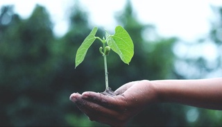 Зеленая революция: Узбекистан на пути к устойчивому будущему