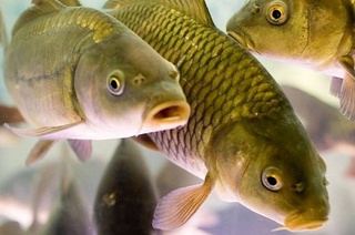 Ежедневно населению Узбекистана поставляется до 130 тонн рыбы