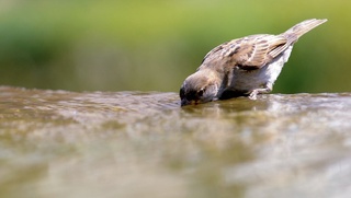 2 июль кунги об-ҳаво маълумоти эълон қилинди