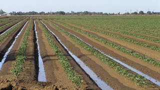 Сувнинг ҳисоб-китоби “Ўзагроинспекция” томонидан юритилади ва мониторинг қилинади