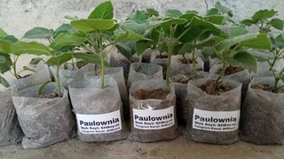 “Яшил замин” жамғармалари ташкил этилади