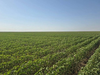 На пастбищах животноводческого района Навоийской области  начали  выращивать хлопчатник